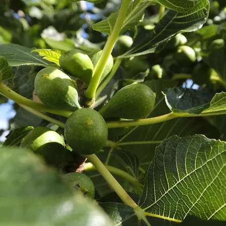 מלון דירות Quinta Mae Dos Homens פונשל